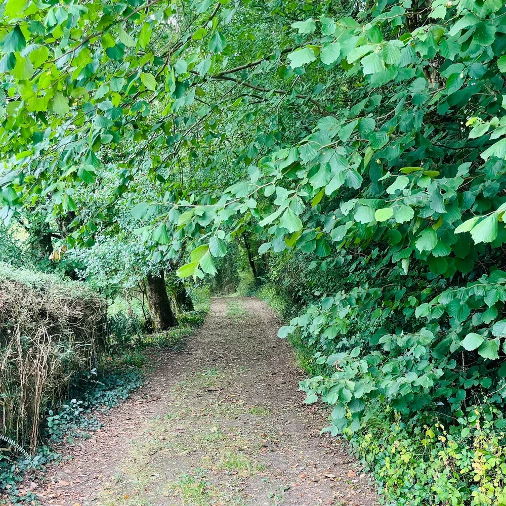 Un chemin de terre ombragé, bordé de noisetiers, dans la vallée