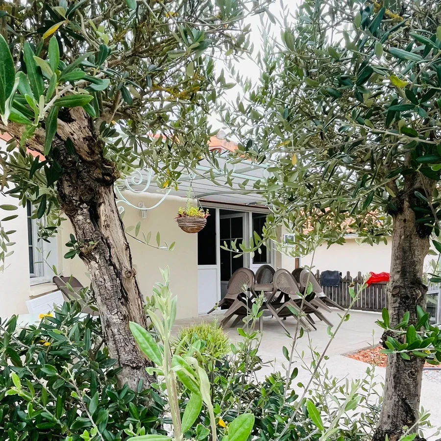 La terrasse de la maison vue à travers le feuillage de deux oliviers
