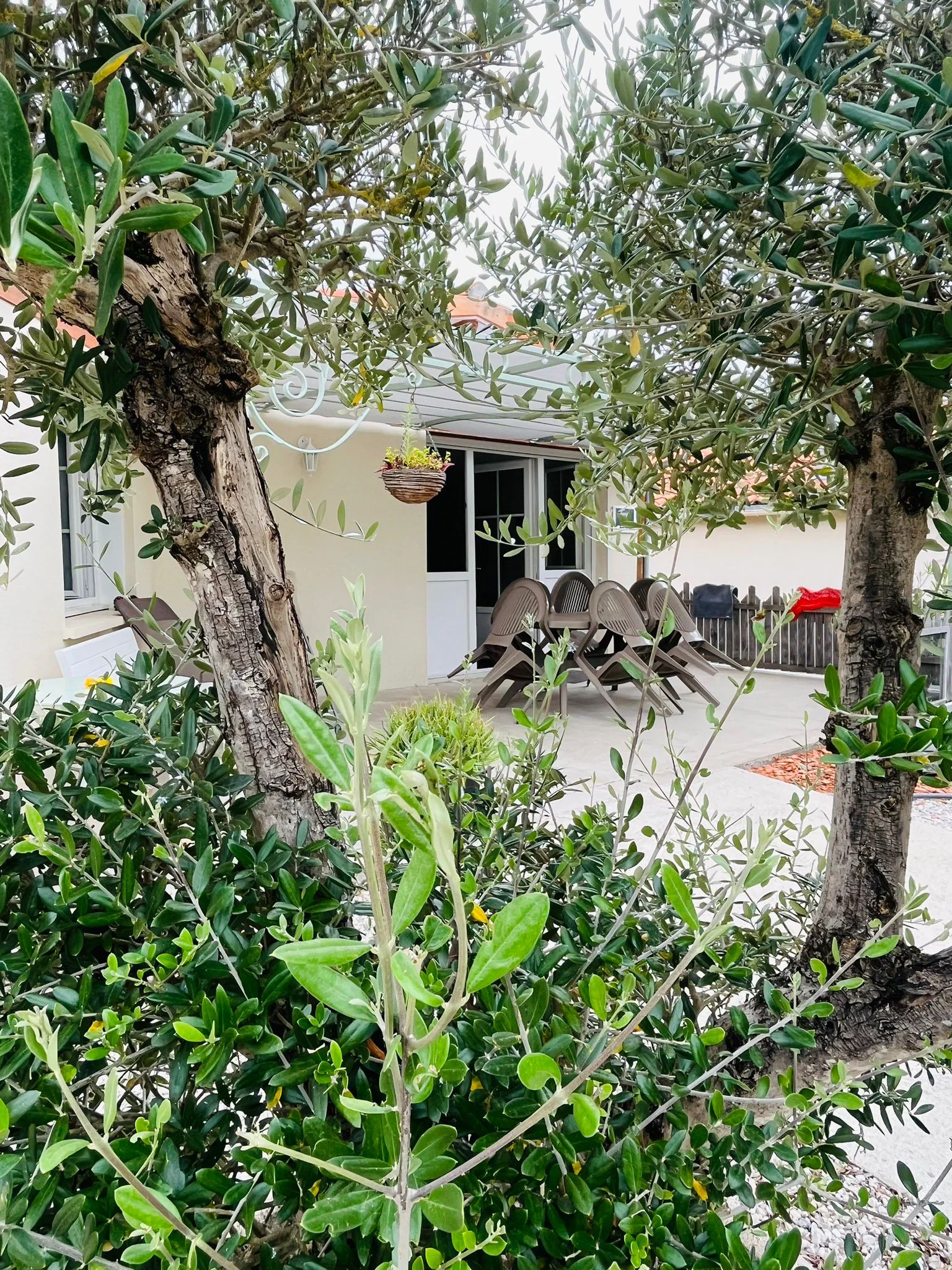 La terrasse de la maison vue à travers le feuillage de deux oliviers